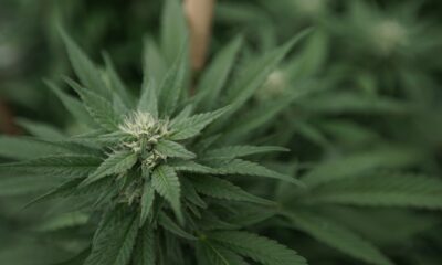 Marijuana plants 41.jpg