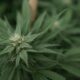 Marijuana plants 41.jpg