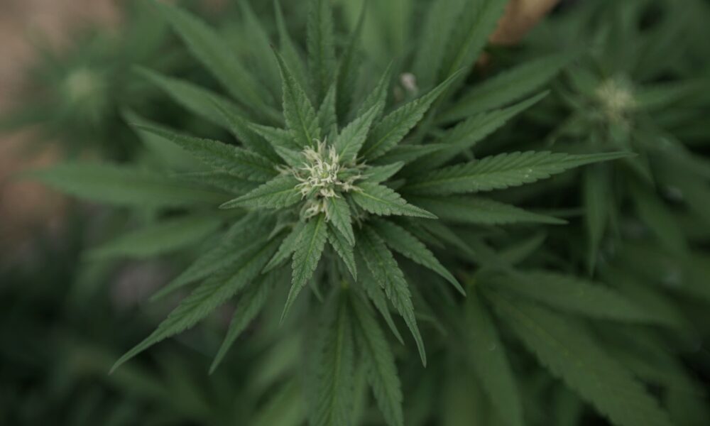Marijuana plants 42.jpg
