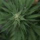 Marijuana plants 42.jpg