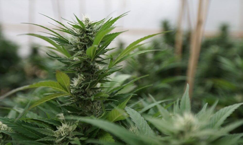 Marijuana plants 5.jpg