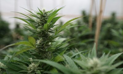 Marijuana plants 5.jpg