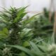 Marijuana plants 5.jpg