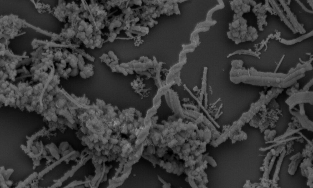 Microbes at red sea ve.jpg