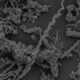Microbes at red sea ve.jpg