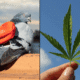 Pigeon marijuana cannabis 1024x614.png