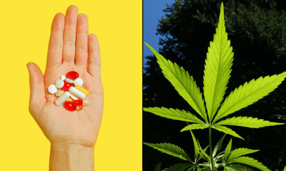 Pills opioids marijuana cannabis 1024x614.png