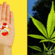Pills opioids marijuana cannabis 1024x614.png